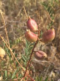 Attēlu rezultāti vaicājumam “Astragalus danicus fruit”