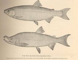 Image result for Oncorhynchus nerka