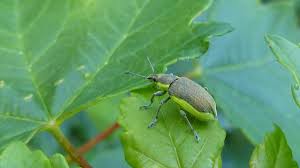 Attēlu rezultāti vaicājumam “Chlorophanus viridis”