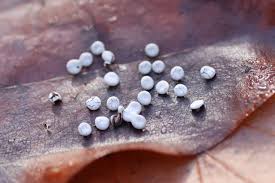 Attēlu rezultāti vaicājumam “Diderma deplanatum”