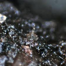 Attēlu rezultāti vaicājumam “Melanospora lagenaria”