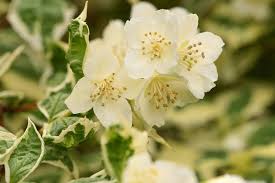 Attēlu rezultāti vaicājumam “Philadelphus coronarius leaf”