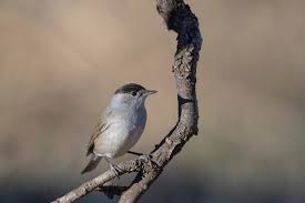 Attēlu rezultāti vaicājumam “Sylvia atricapilla male”