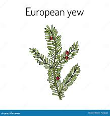 Attēlu rezultāti vaicājumam “Taxus baccata bud”