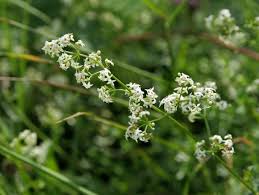 Attēlu rezultāti vaicājumam “Galium album fruit”