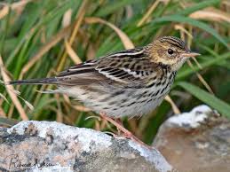 Image result for Anthus gustavi