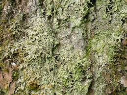 Attēlu rezultāti vaicājumam “Biatora sphaeroides”