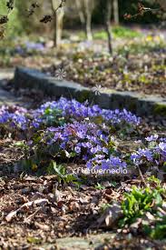 Attēlu rezultāti vaicājumam “Hepatica nobilis fruit”