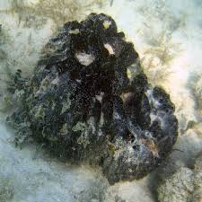 Attēlu rezultāti vaicājumam “Spongia”