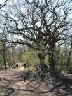 Shotover Country Park, Oxford - via Daymix