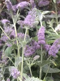 Attēlu rezultāti vaicājumam “Mentha longifolia”