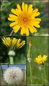 Image result for Tragopogon pratensis