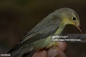 Attēlu rezultāti vaicājumam “Hippolais icterina adult”