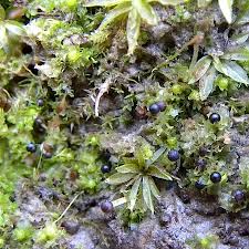 Attēlu rezultāti vaicājumam “Fossombronia wondraczekii”