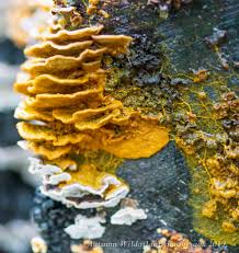 Attēlu rezultāti vaicājumam “Diachea leucopodia young”