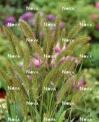 Attēlu rezultāti vaicājumam “Setaria viridis”