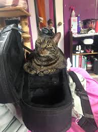 Image result for Cat sleeping in guitar