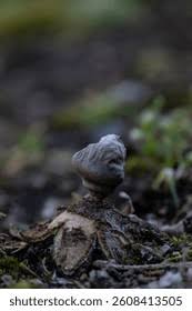 Attēlu rezultāti vaicājumam “Geastrum quadrifidum”