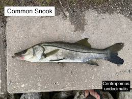Image result for Centropomus undecimalis