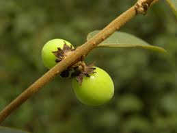 Attēlu rezultāti vaicājumam “Cribraria ferruginea”