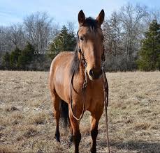 Image result for horse girl gun