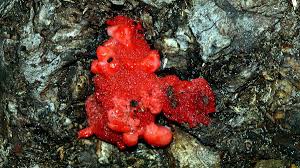 Attēlu rezultāti vaicājumam “Dictydiaethalium plumbeum spores”