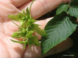 Attēlu rezultāti vaicājumam “Carpinus caroliniana male flower”