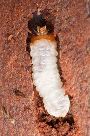 Attēlu rezultāti vaicājumam “Cerambycidae larva”