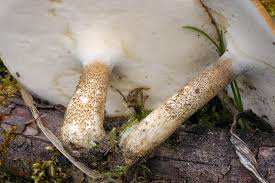 Attēlu rezultāti vaicājumam “Polyporus ciliatus”