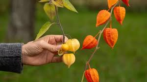 Image result for Lampionblume