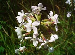 Attēlu rezultāti vaicājumam “Saponaria officinalis”
