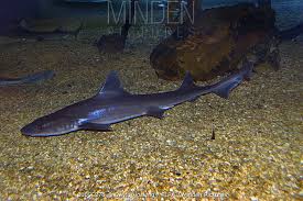 Image result for Mustelus asterias