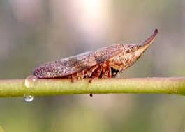 Attēlu rezultāti vaicājumam “Aphrophoridae”