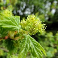 Attēlu rezultāti vaicājumam “Acer campestre flower”