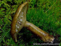 Attēlu rezultāti vaicājumam “Lactarius necator”