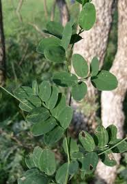 Attēlu rezultāti vaicājumam “Lathyrus niger leaf”