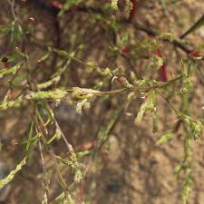 Attēlu rezultāti vaicājumam “Corispermum hyssopifolium”