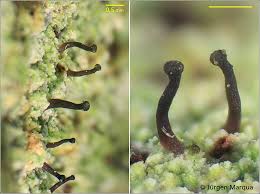 Attēlu rezultāti vaicājumam “Chaenotheca ferruginea”