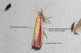 Attēlu rezultāti vaicājumam “Oncocera semirubella”