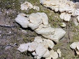 Attēlu rezultāti vaicājumam “Cerrena unicolor”