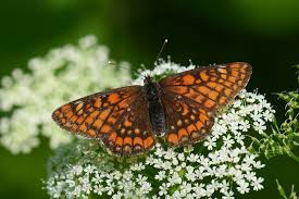 Attēlu rezultāti vaicājumam “Euphydryas maturna underside”