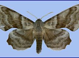 Attēlu rezultāti vaicājumam “Laothoe amurensis”