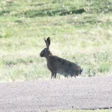 Attēlu rezultāti vaicājumam “Lepus europaeus adult”