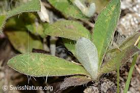 Image result for Hieracium pilosella