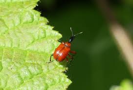 Attēlu rezultāti vaicājumam “Apoderus coryli”