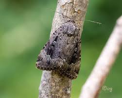 Attēlu rezultāti vaicājumam “Amphipyra”