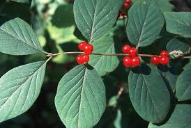 Attēlu rezultāti vaicājumam “Lonicera xylosteum fruit”