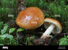 Attēlu rezultāti vaicājumam “Stropharia hornemannii”