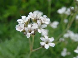 Attēlu rezultāti vaicājumam “Gypsophila fastigiata flower”