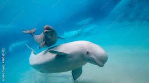 Image result for Delphinapterus leucas